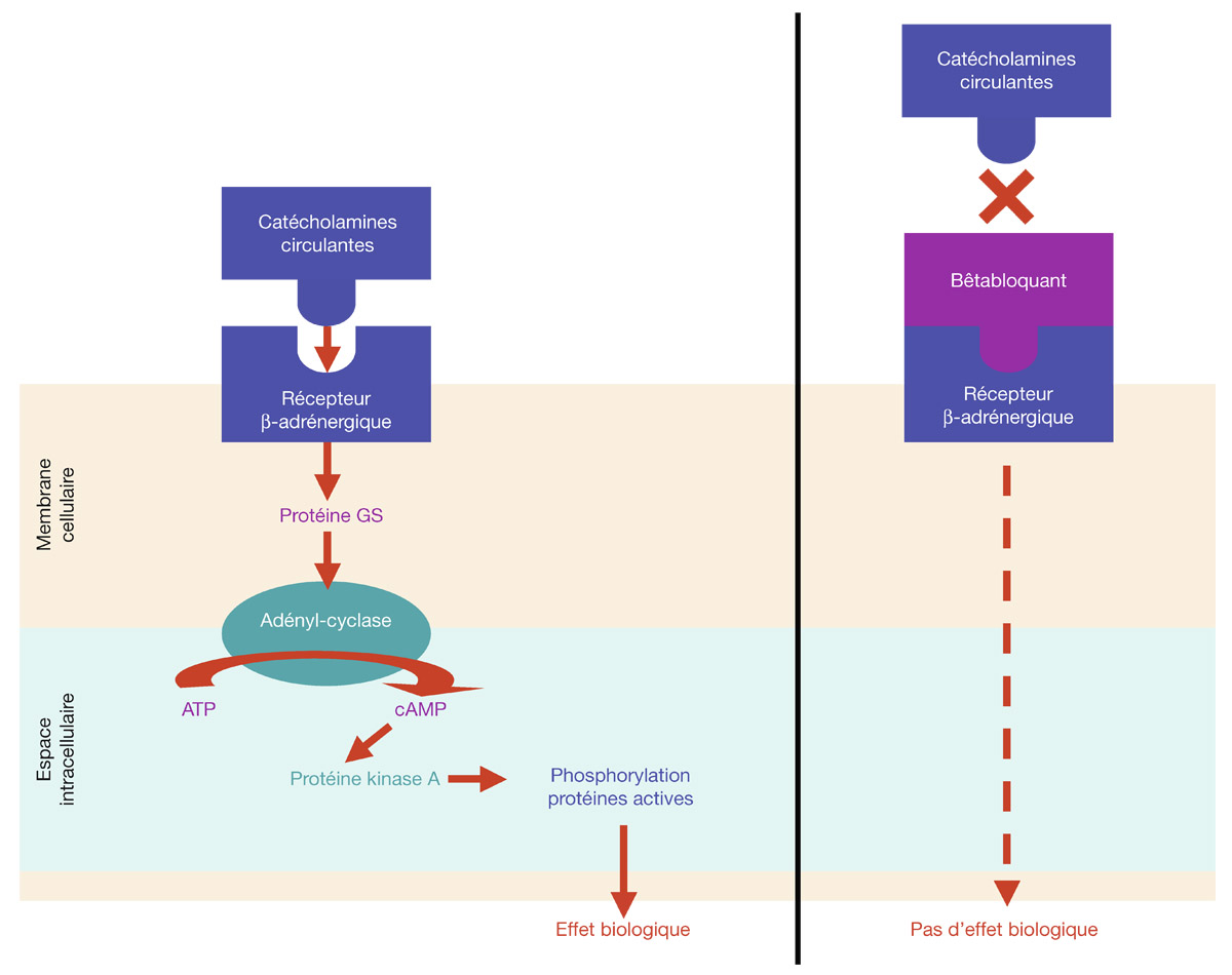 Rapport SFO 2014 - Glaucome primitif à angle ouvert