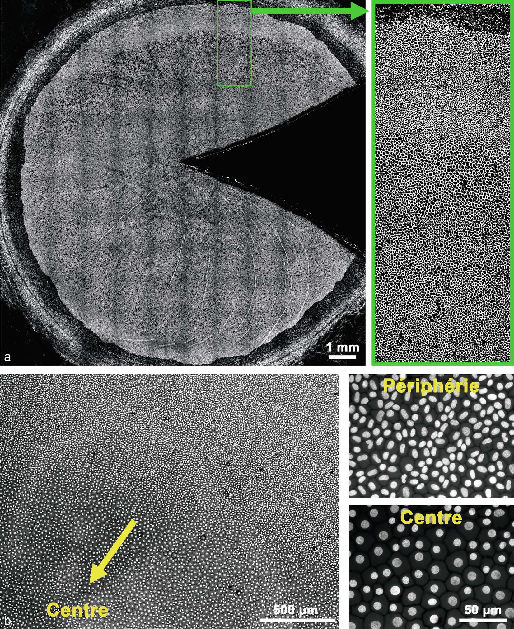 Observation au microscope optique d'une section transversale de 3  micromètres d'épaisseur de tissus